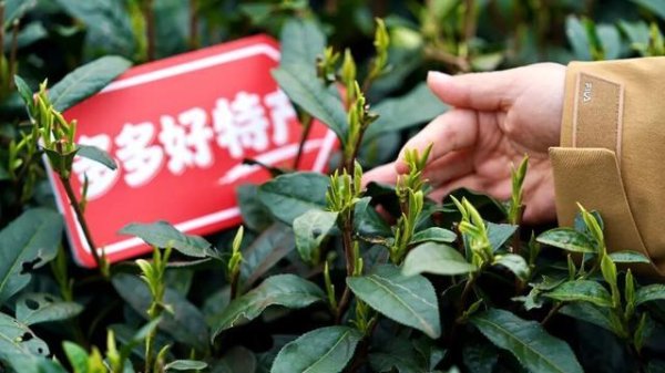 百家乐IOS/安卓通用版/手机APP下载 拆解拼多多财报: 新拼姆里有新故事